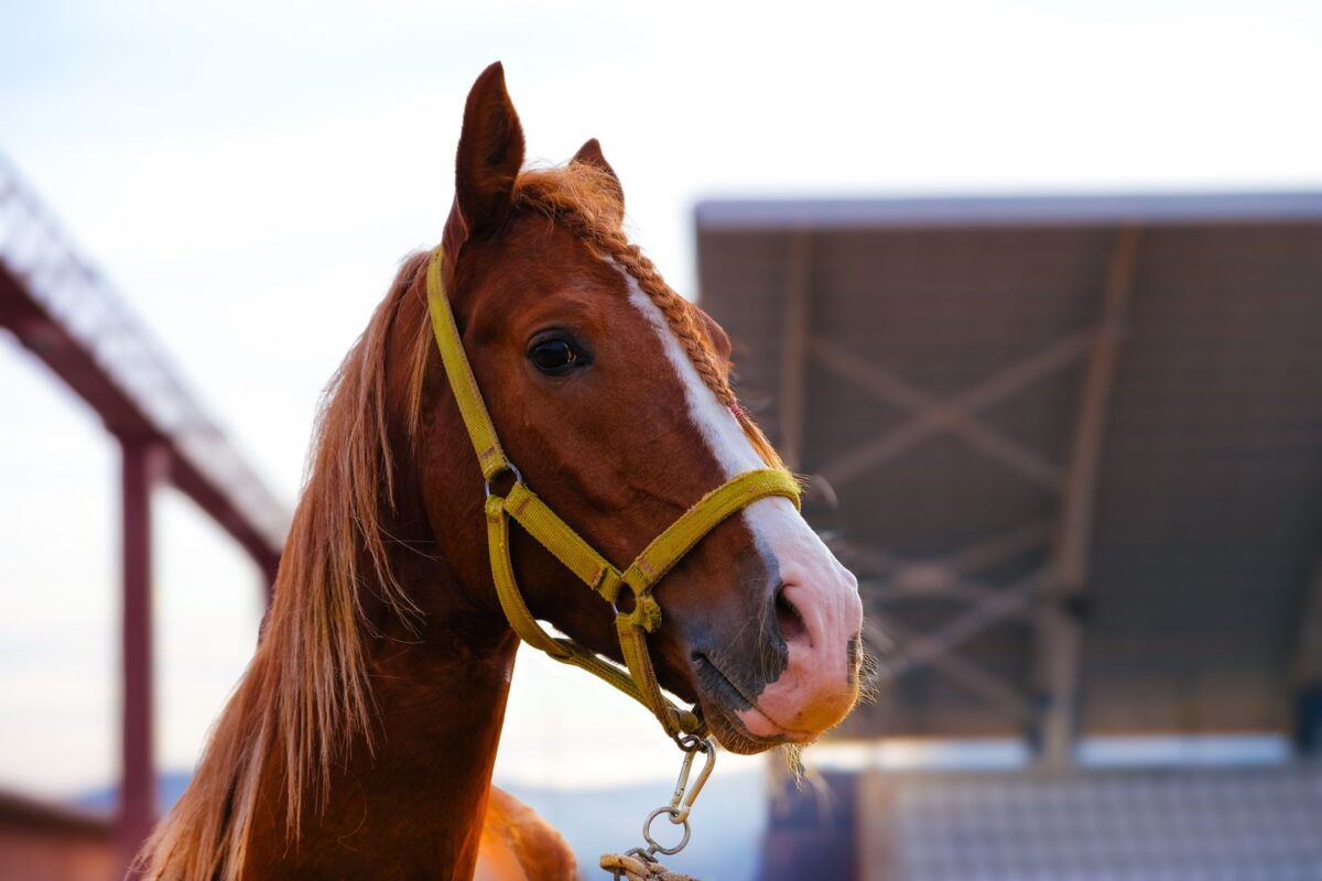 cheval blogspot détectez cas usage profil